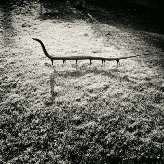 “Fauna”, Solenoglypha Polipodida, 1985 ©Joan Fontcuberta.