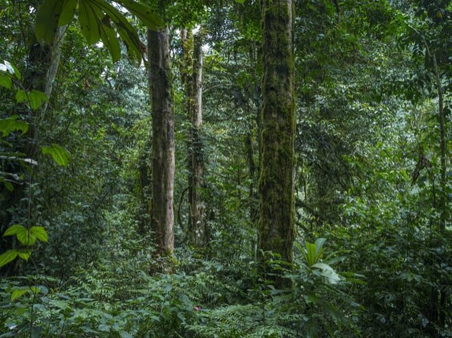 Sans titre, forêt primaire de Nyungwe, série Absences, Rwanda, 2013. © Alexis Cordesse. Courtesy Les Douches La Galerie.