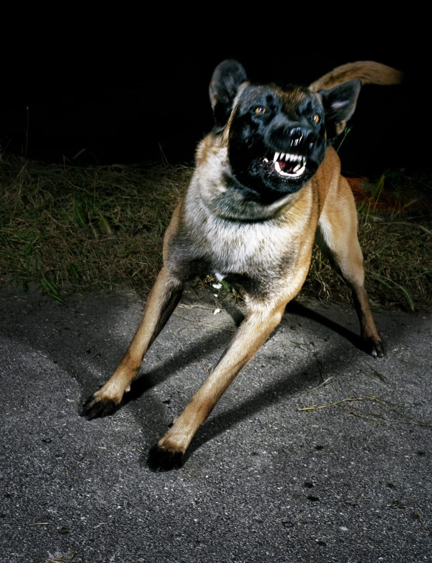 CHIEN 8 TINA MERANDON FRANCE 2013