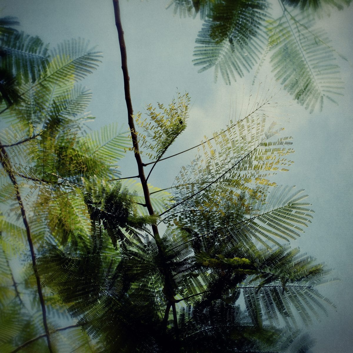 Trees7_Adeline Spengler