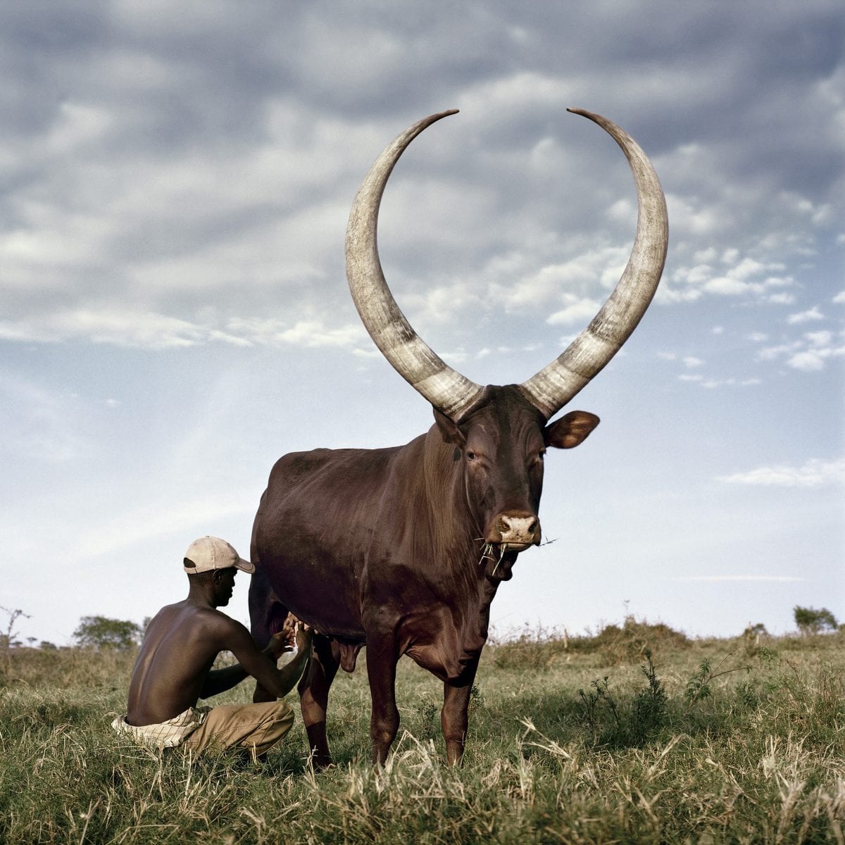 Daniel Naudé Ankole 3. Outside Mbarara, Kiruhura district, Uganda, 2012, 2012. Stevenson 