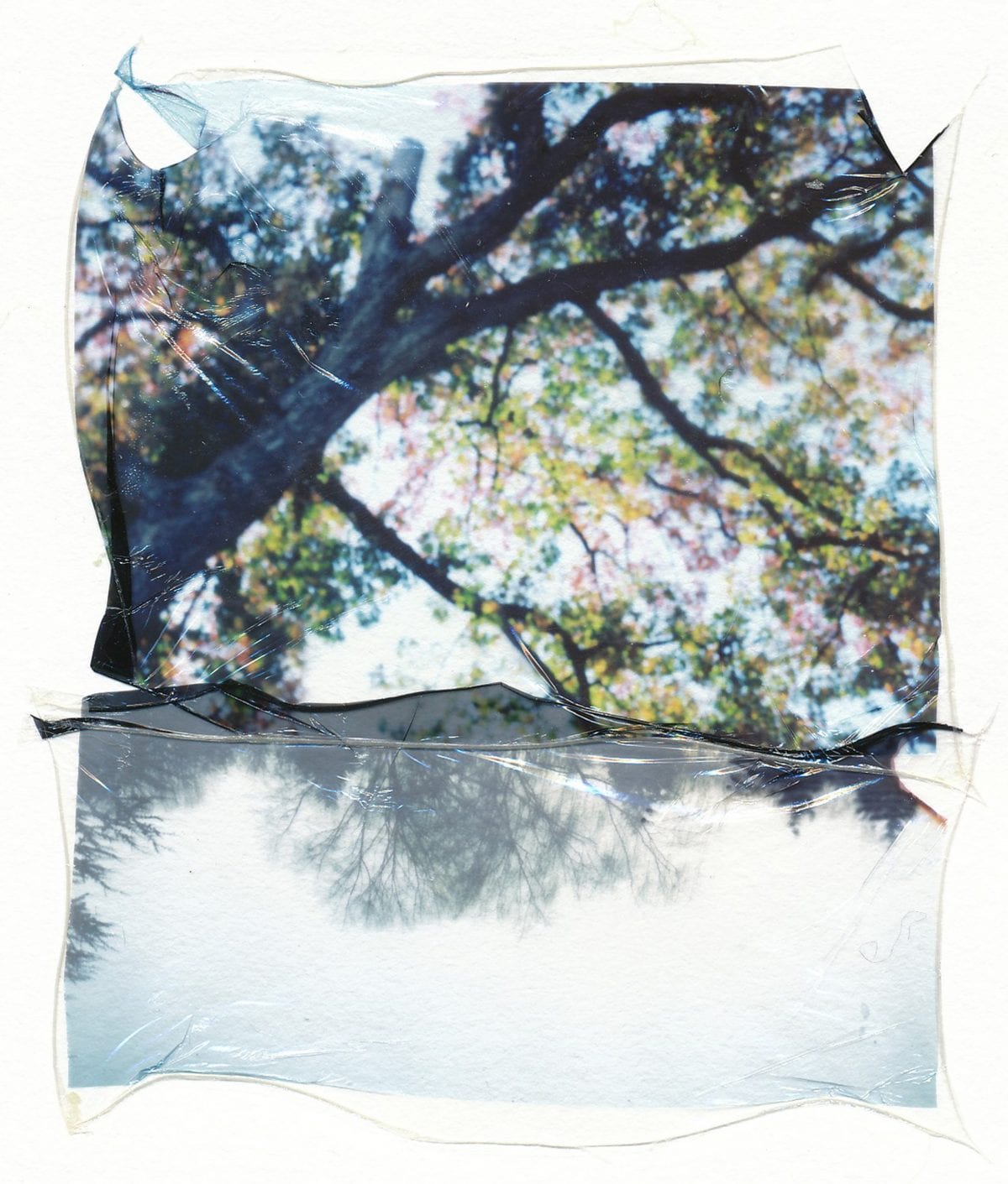 Fall Automne de Angela Kleis