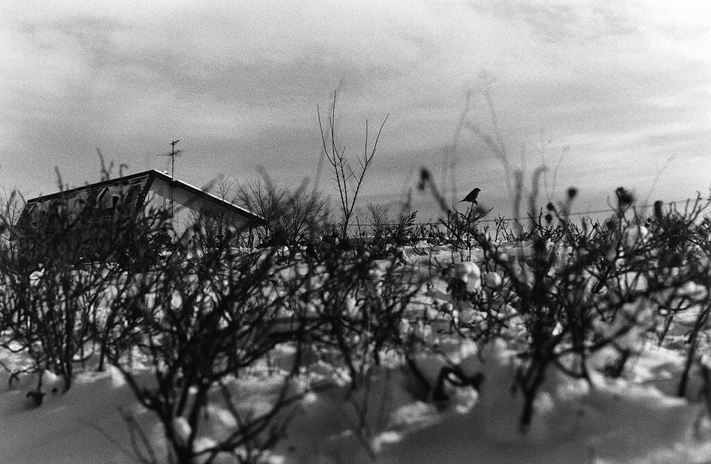 © Hiroki Matsui.