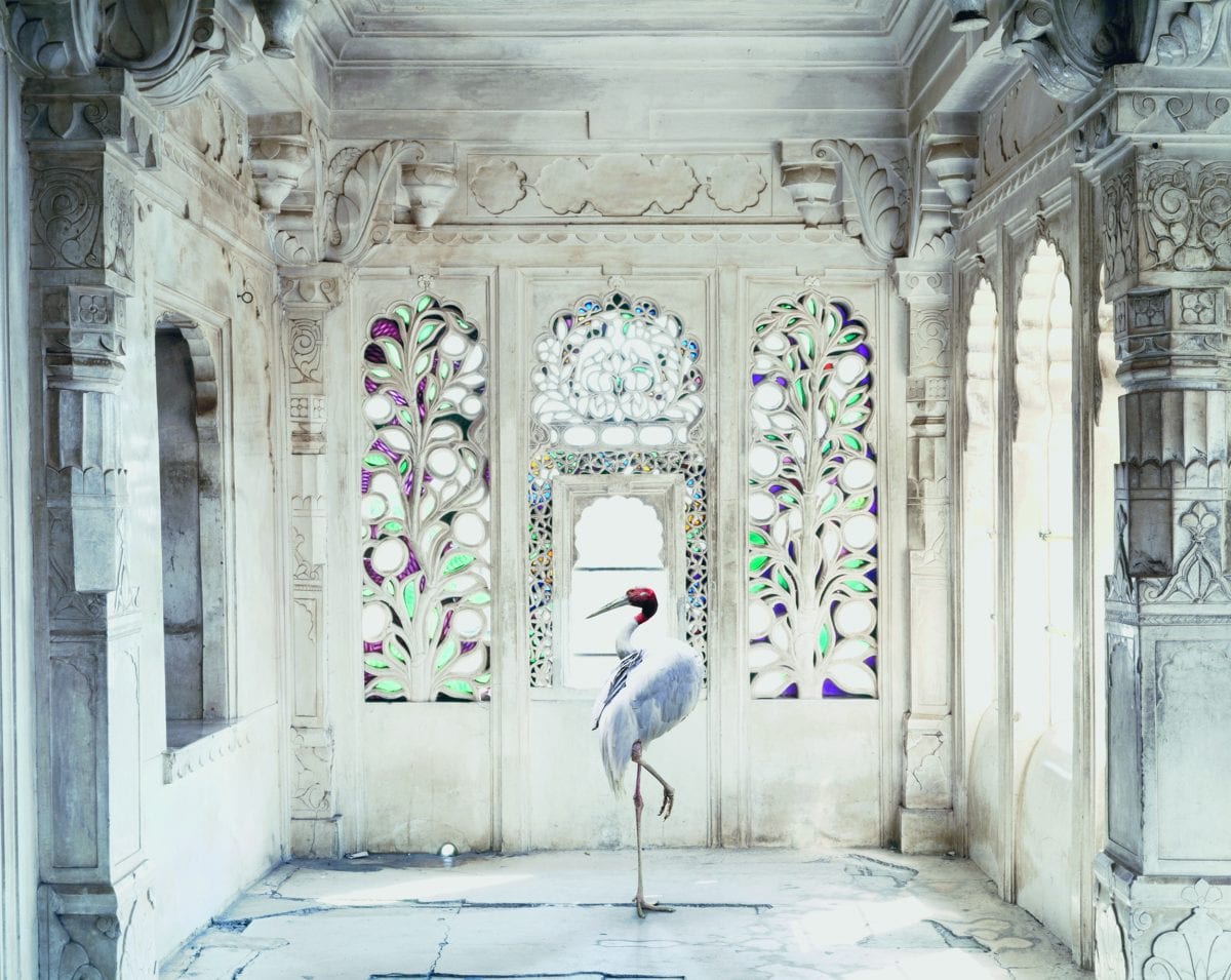 Karen Knorr A Place Like Amravati, Udaipur City Palace (Sarus Crane), Udaipur. Tasveer 
