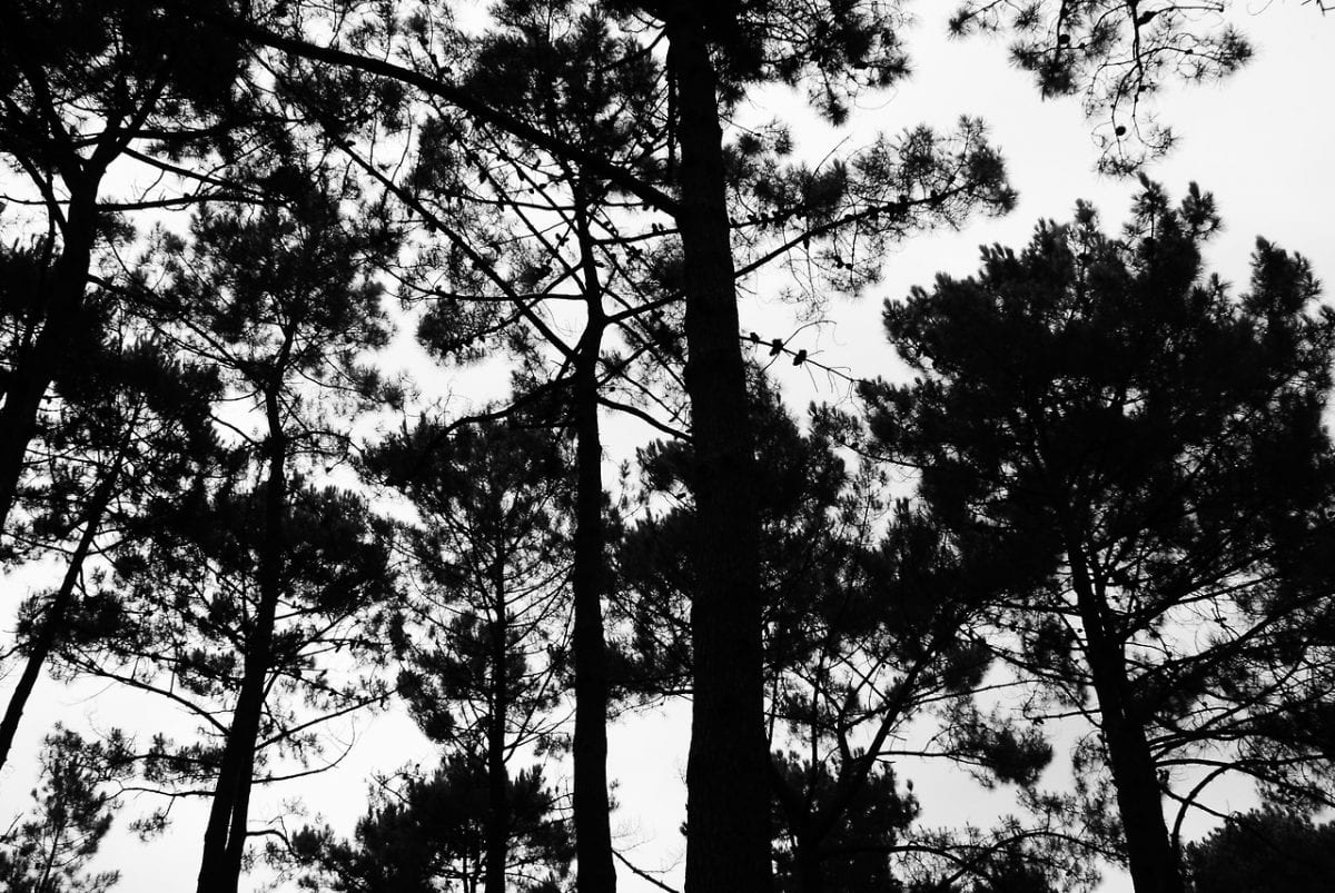 SONY DSC