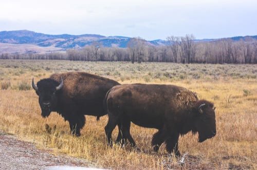 Buffalos