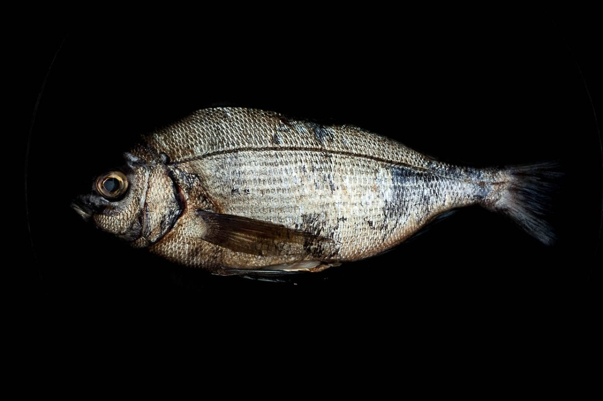 raphael-chosal-fisheye2