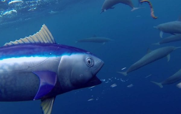 Fisheye Magazine | Comment les spy cams de la BBC photographient les animaux