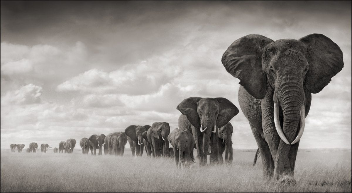 Calcified Fish Eagle, 2012 © Nick Brandt