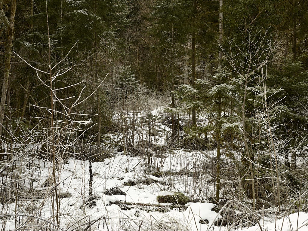 ZDR__Fore_t_d_hivers._Lieu_dit_Les_galcie_res__en_direction_du_lac_de_Sylans