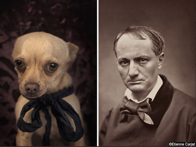 Fisheye Magazine | Il transforme des chiens abandonnés en auteurs célèbres