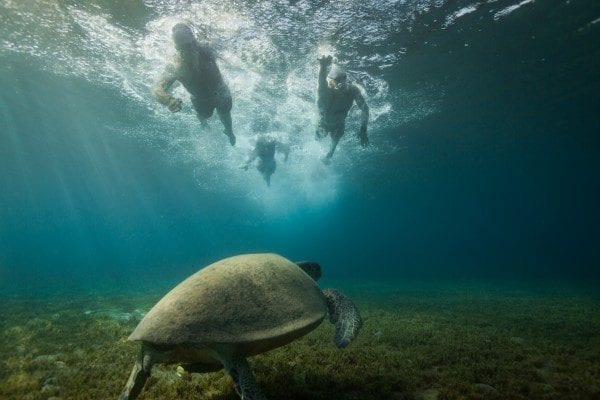 Une tortue nage sous trois sportifs en tête de course, le 12 mai 2014, au cours du 28e championnat israélien de Triathlon à Eliat / © Gilad Kavalerchik