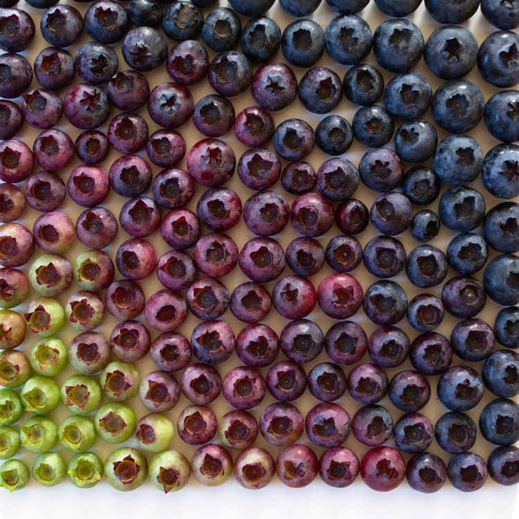 Blueberry-gradient-wrightkitchen-fisheyelemag