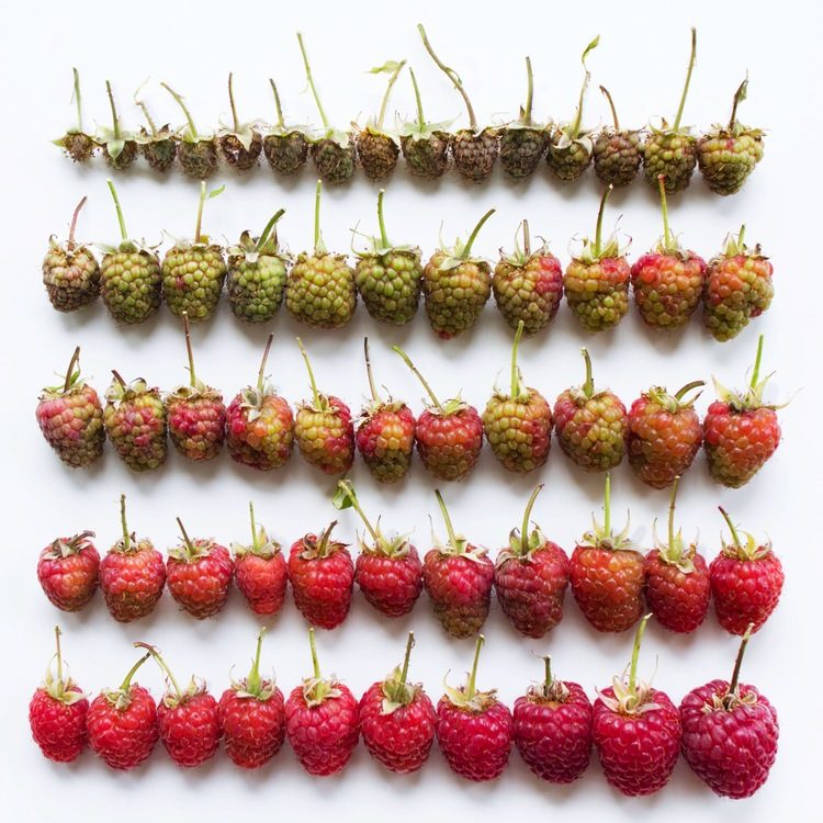 Brittany-Wright-Food-Gradients6-fisheyelemag