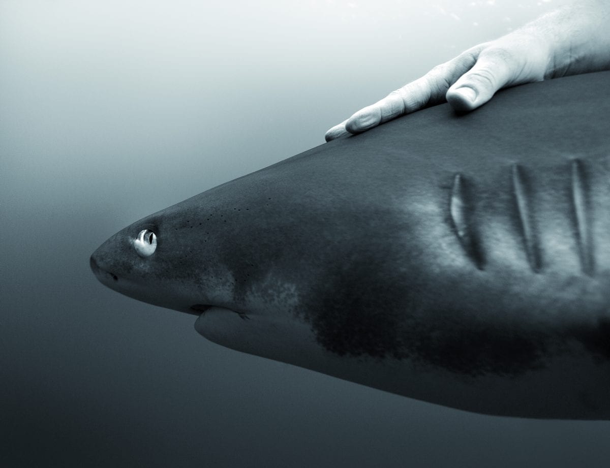 Fisheye Magazine | La mer