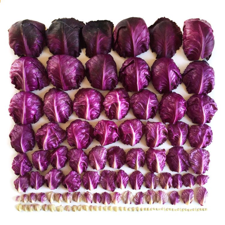 Red-Cabbage-Gradient-wrightkitchen-fisheyelemag