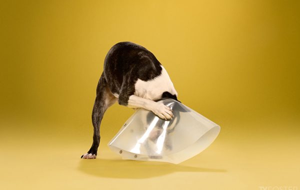 Fisheye Magazine | Une vie de chien par Ty Foster