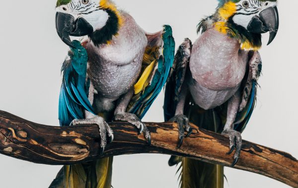 Fisheye Magazine | Oiseaux captifs et captivants