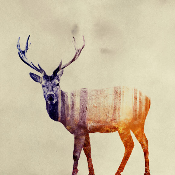 © Andreas Lie