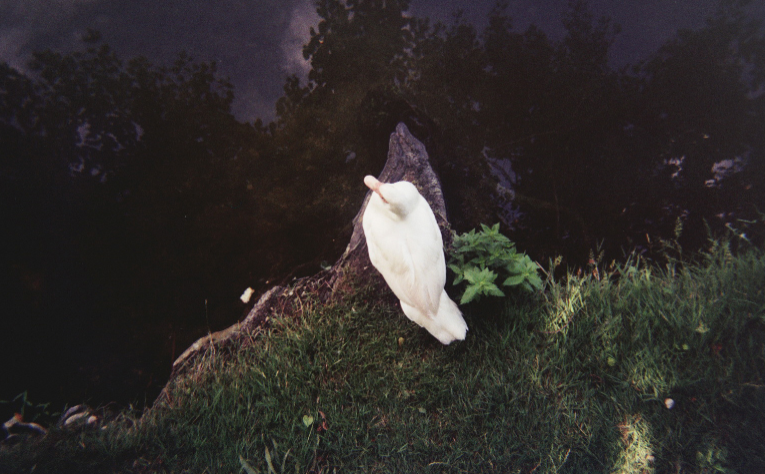 © Aurora Saenz