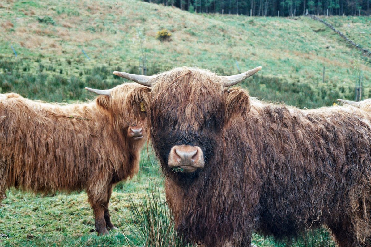 izberginscotland_06_fisheyelemag