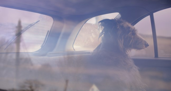 Fisheye Magazine | Where hunting dogs rest