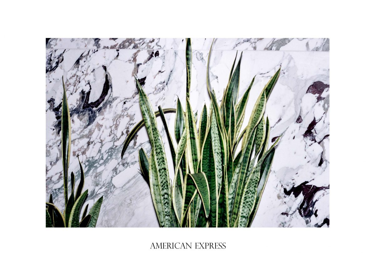 Photo extraite du livre "Plants" publié aux éditions Pau Wau, © Polly Brown