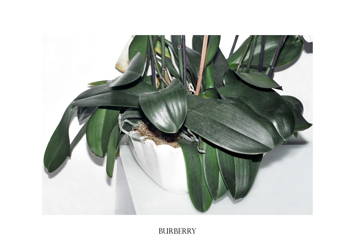 BURBERRY_pollybrown_fisheyelemag