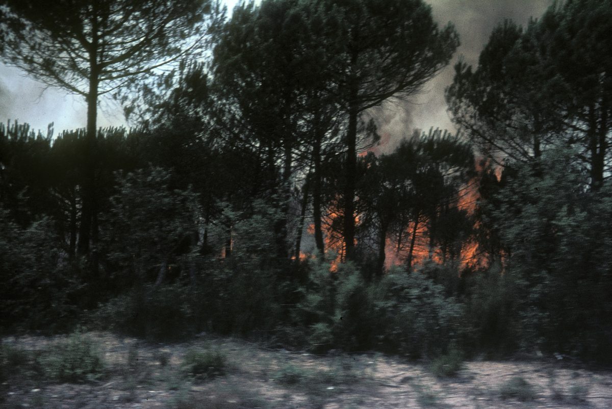 Dana Stirling_Forest Fire_Unknown_2013_fisheyelemag