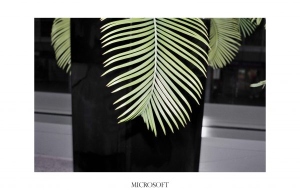 Fisheye Magazine | Une plante, un bureau, une grande marque