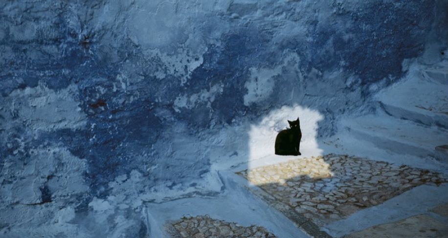 Fisheye Magazine | Le chat et ses photographes