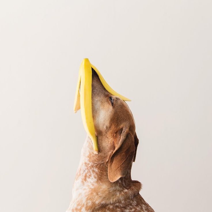 @Thiswildidea