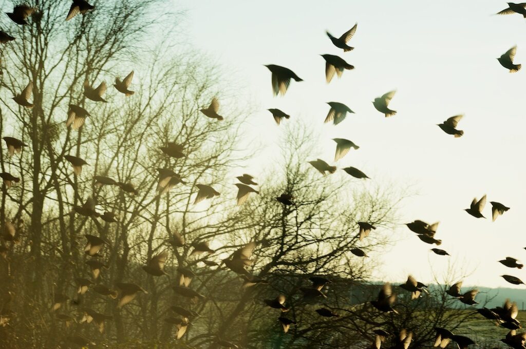 © Maxime Congi
