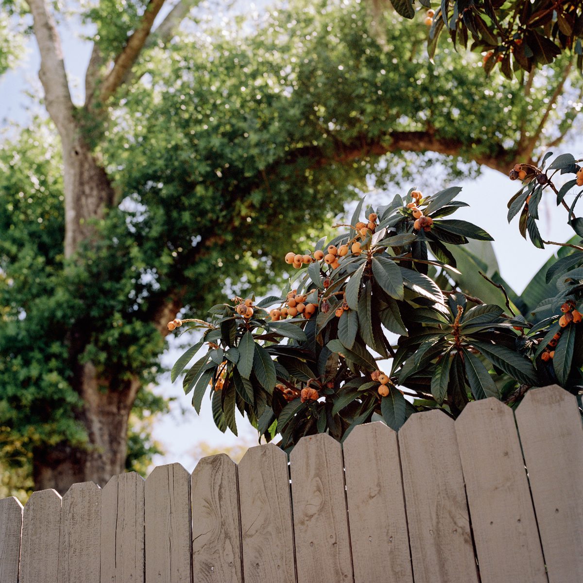 Fisheye Magazine | A mouthful of sun