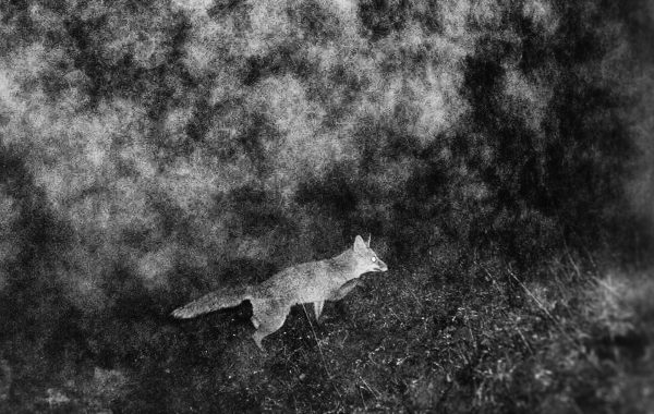 Fisheye Magazine | Inhabitants