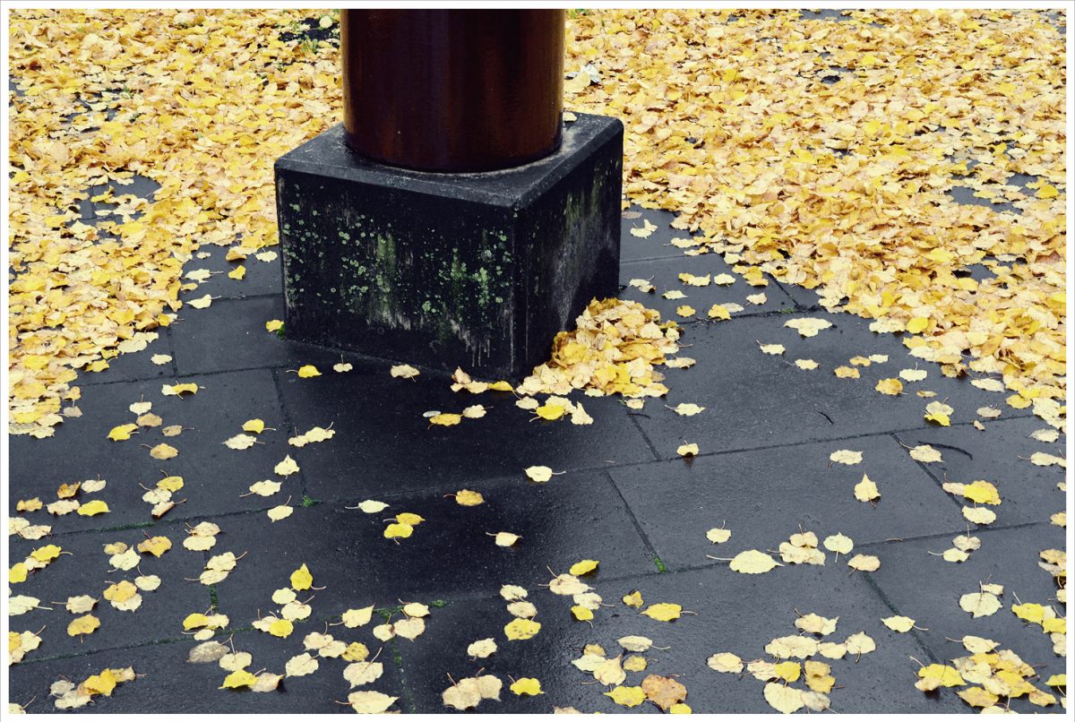 © Alexis Vasilikos, Untitled (Fallen Leaves), 2013 / Courtesy of CAN Christina Androulidaki gallery