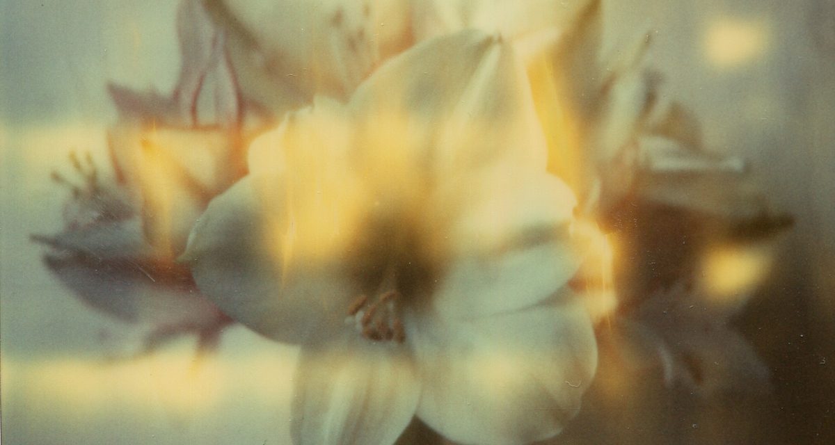 Fisheye Magazine | Expolaroid