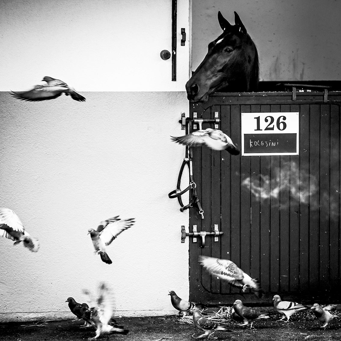 Hippodrome de Vincennes. Décembre 2014, © Bruno Charoy © Festival Sportfolio 2016