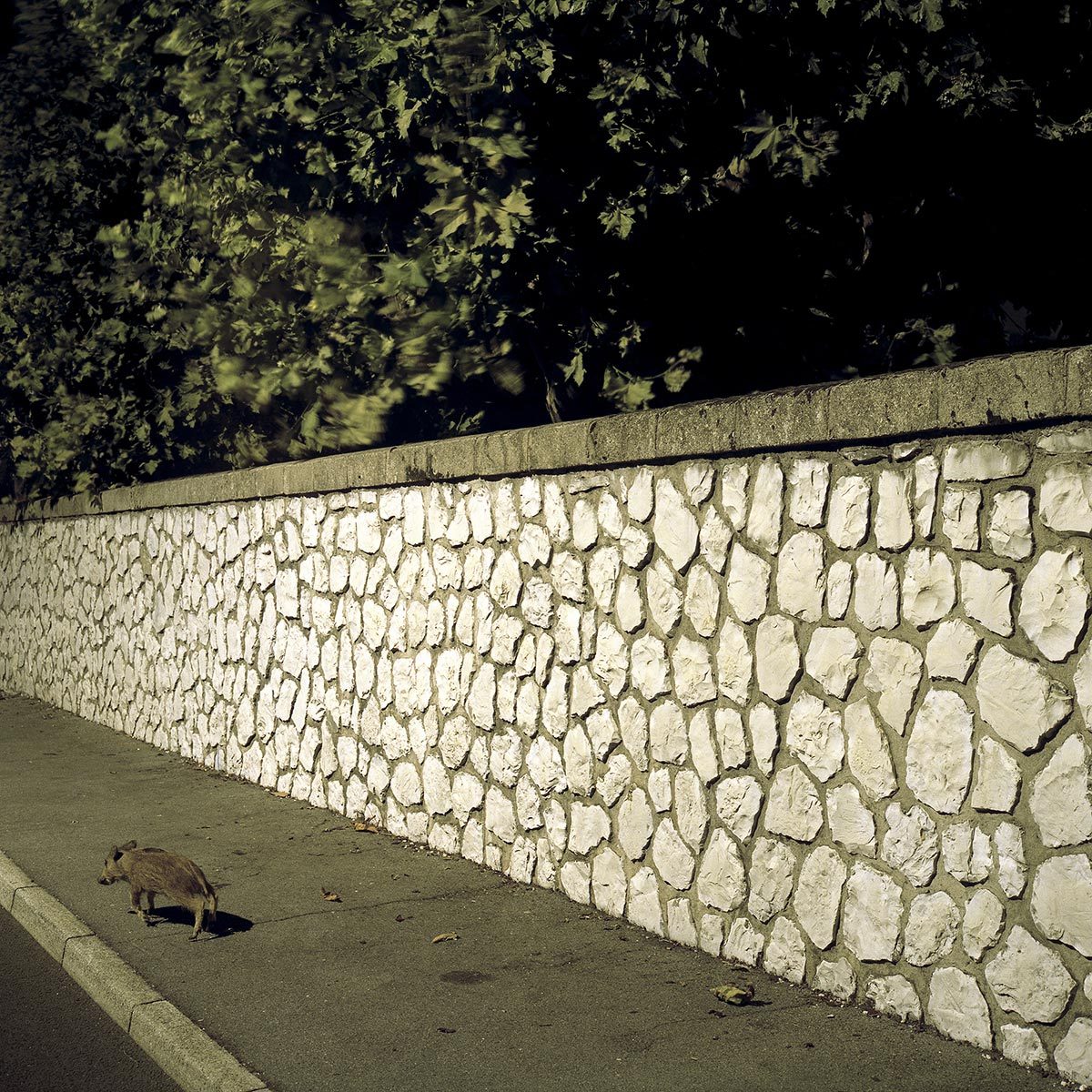 © Marc Cellier 