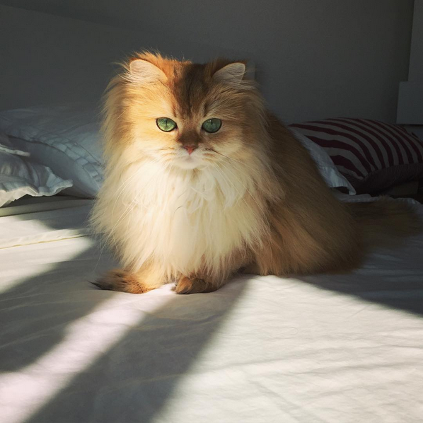 © Smoothie The Cat / Instagram 
