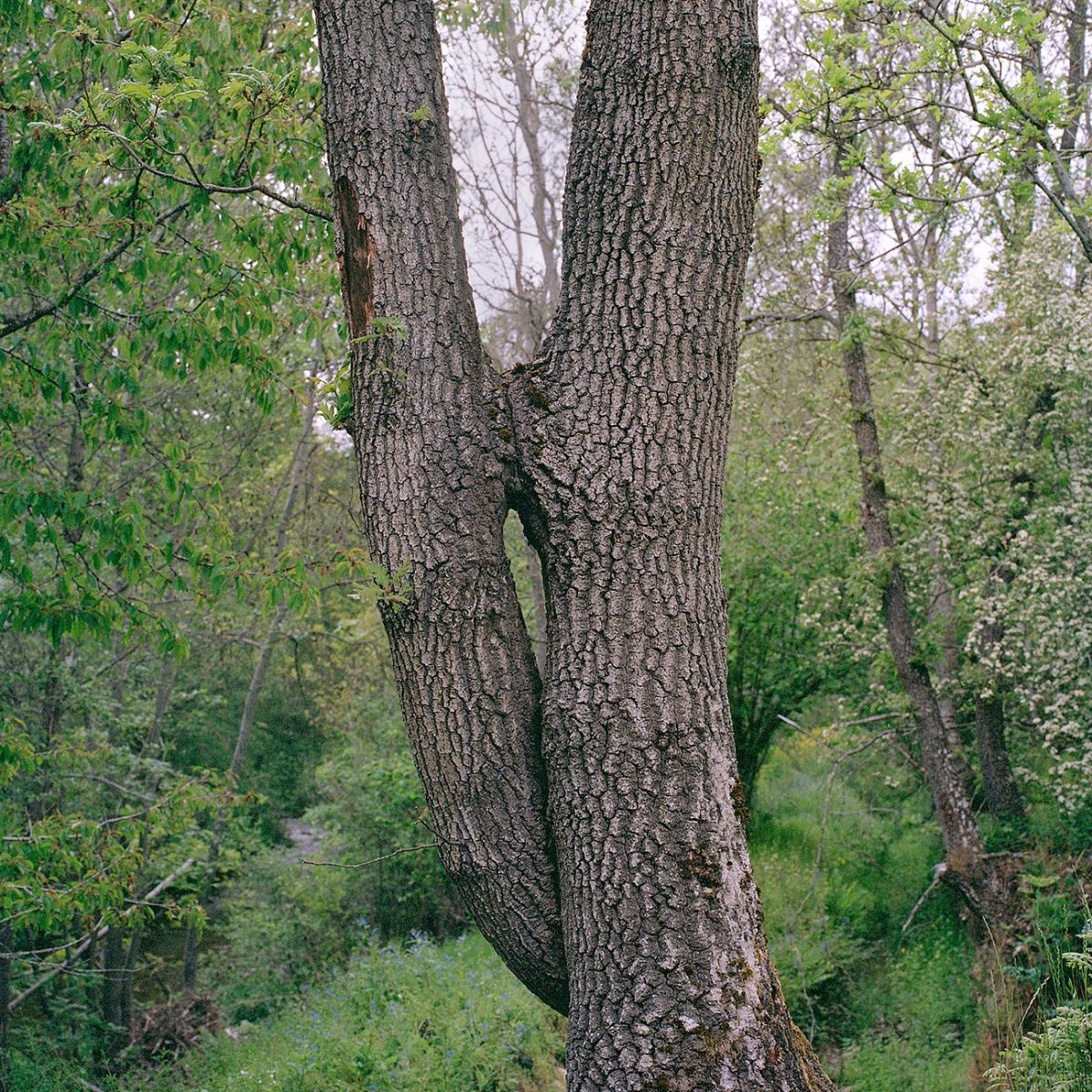 CarlosRuano_Malacontia_08