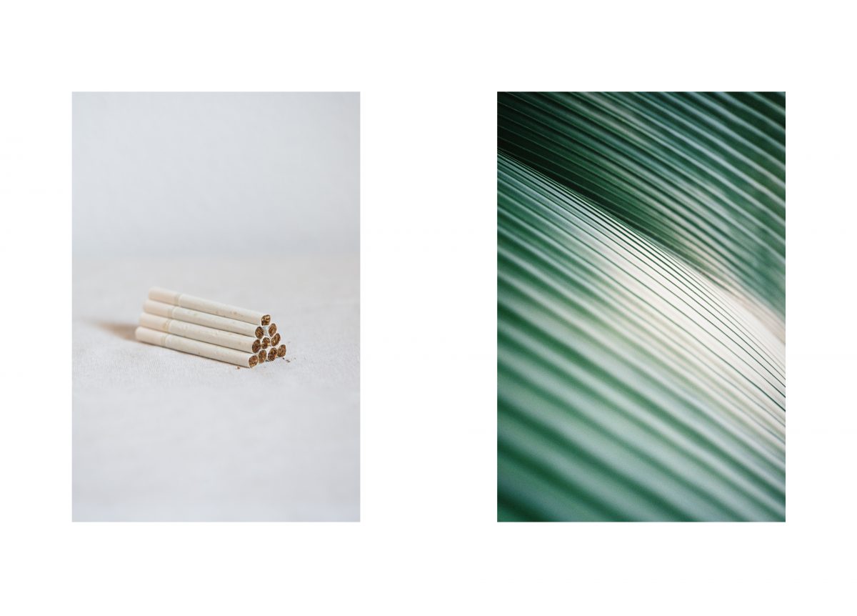 LEAFHOPPER PROJECT