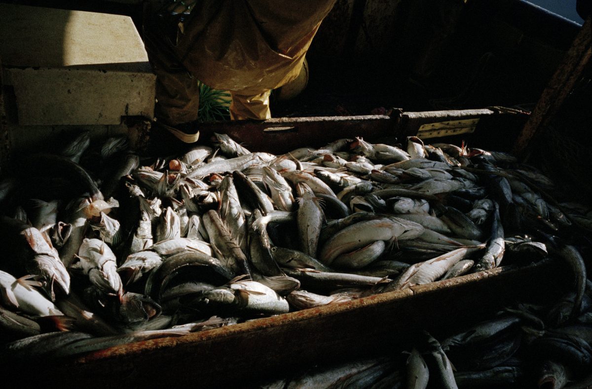 Fisheye Magazine | Mer agitée à agitée