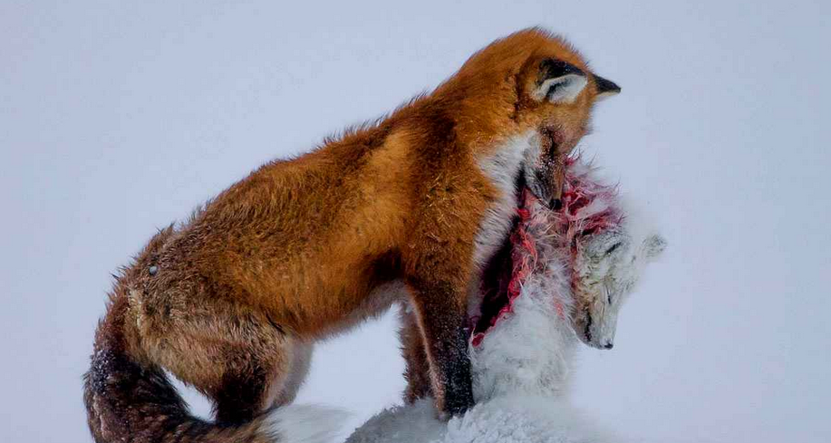 Fisheye Magazine | Wildlife Photographer of the Year