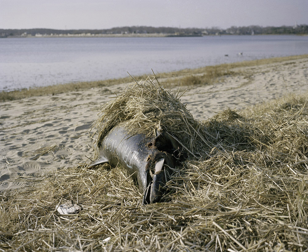 04_MDrennan_Grace_Cove