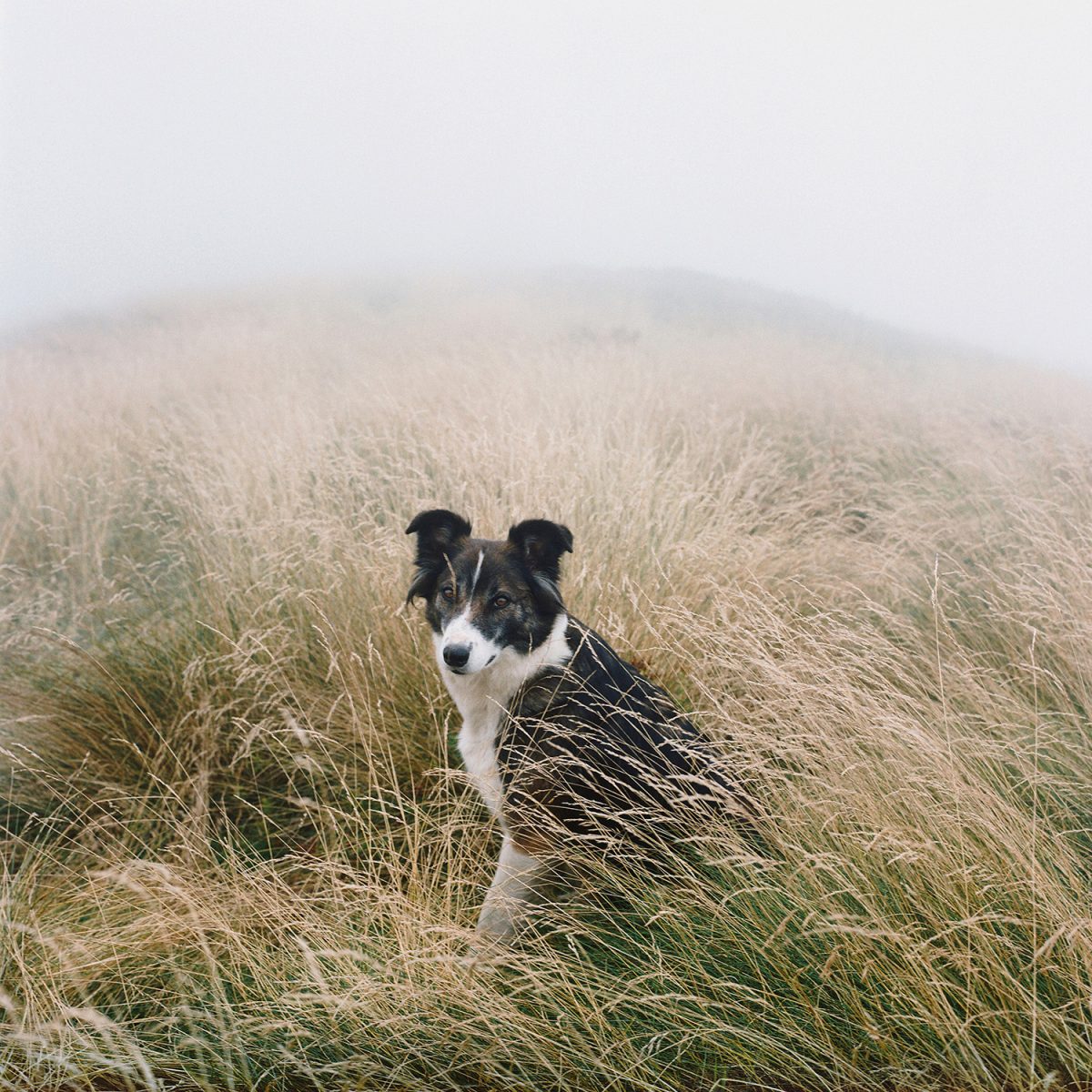 Fisheye Magazine | Scrublands