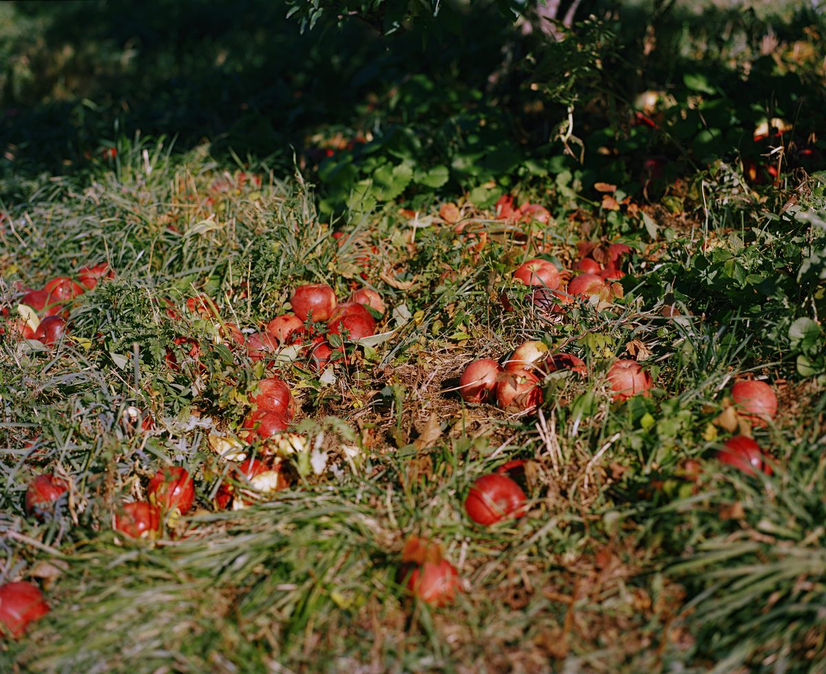 Extrait de "Jupiter Scoped" / © Varvara Mikushkina