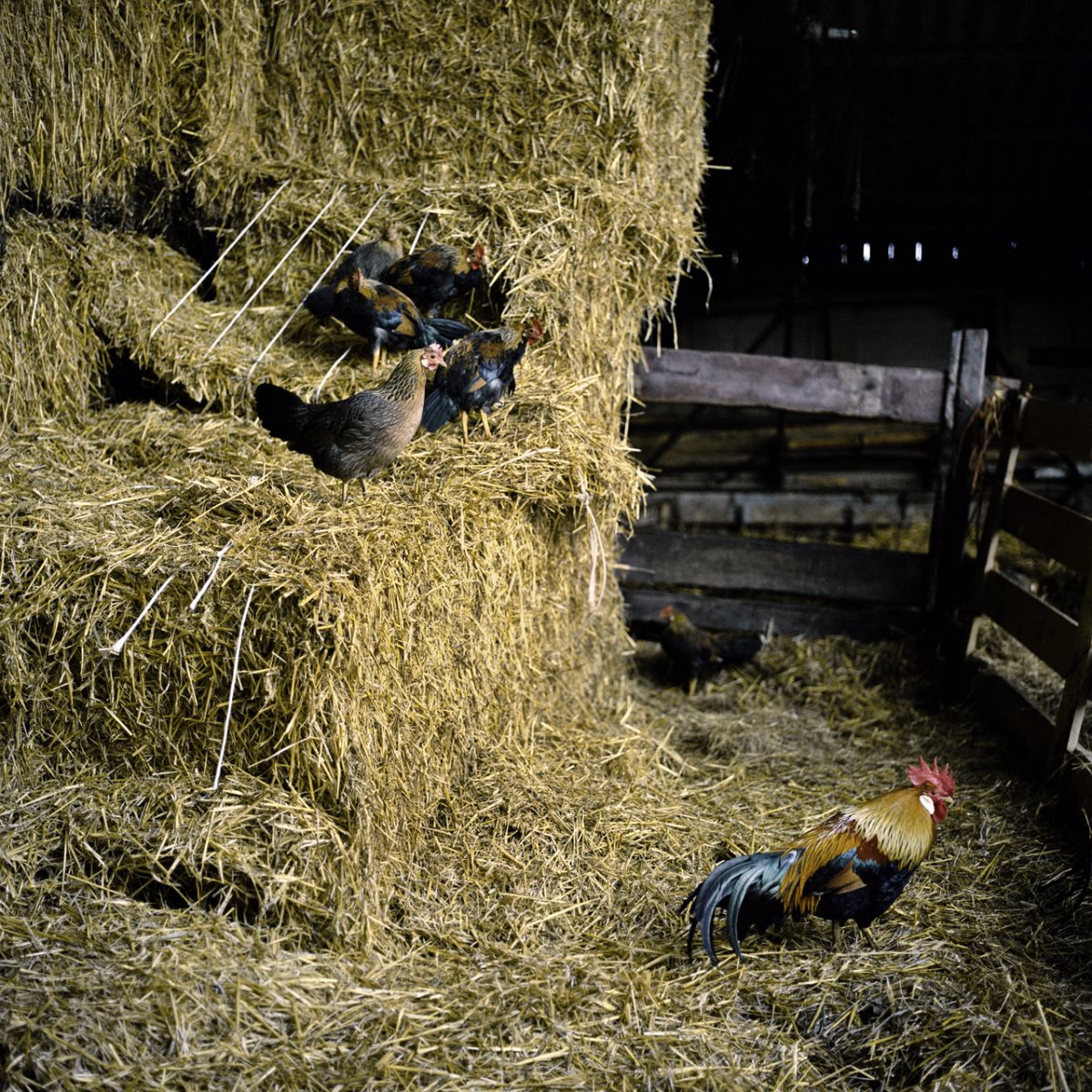Fish Eye Magazine | Sons of the Meadowlands