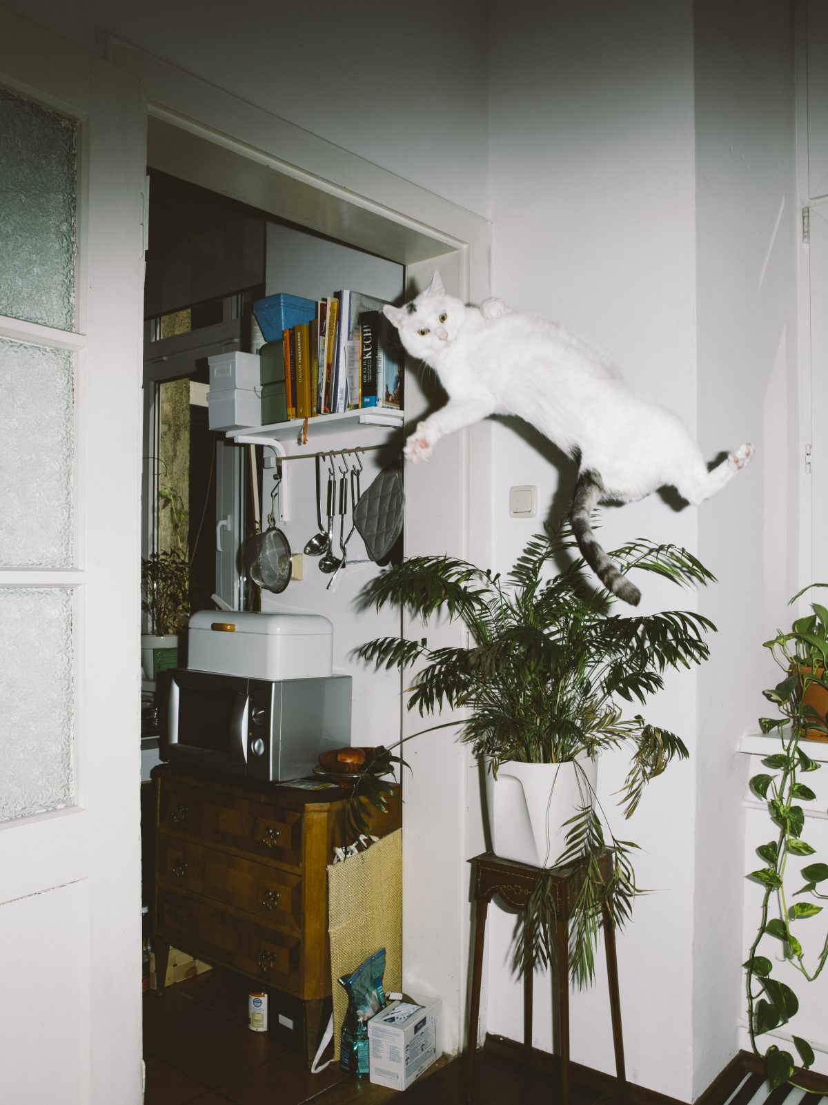 Fish Eye Magazine | Chats perchés