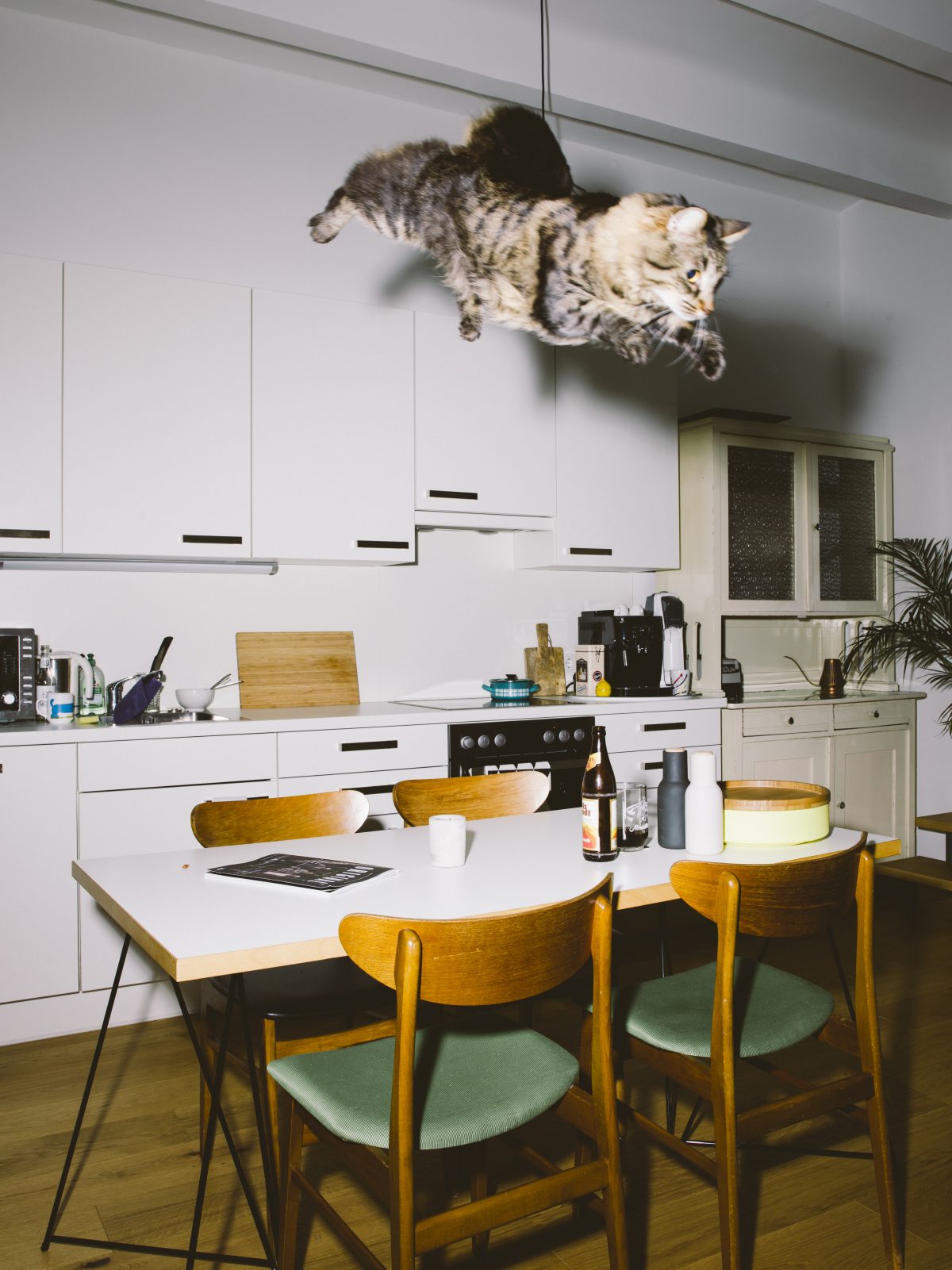 Fish Eye Magazine | Chats perchés